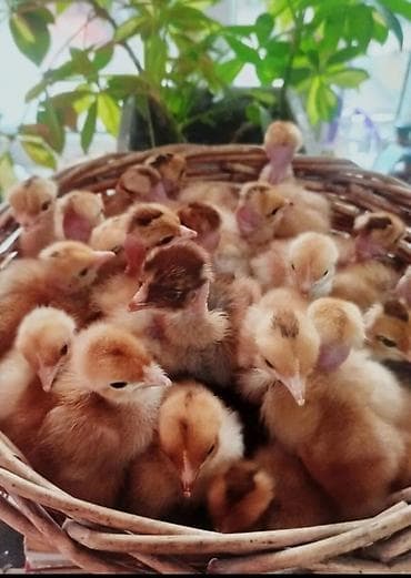 Продаю | Цыплята