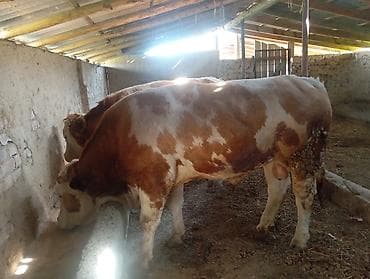 купить бигля: Продаю | Бык (самец) | Полукровка | На откорм — 4