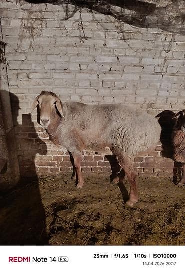 кошка жалал абад: Сатам | Кочкор (эркек) | Арашан | Көбөйтүү үчүн — 2