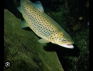 Живая форель
В любом количестве
Пишите
1.5 - 3 кг at lalafo.kg Живая форель
В любом количестве
Пишите
1.5 - 3 кг