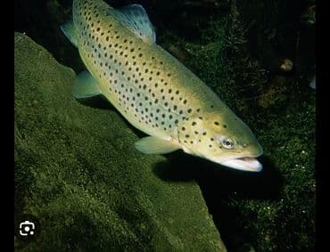 нож сатори бишкек: Свежий — 1