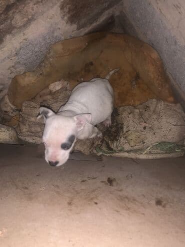 Щенок, белый с чёрным пятнышком вокруг глаза. Короткая гладкая шерсть