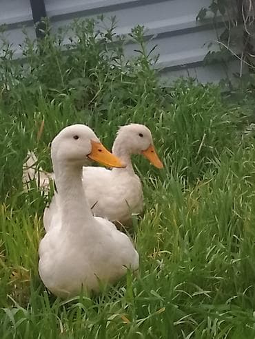 голуби голубей птицы: Домашние утки белой породы (2 головы) - Окрас: белый, клюв и лапы — 2