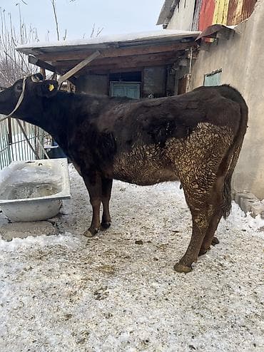 Продаю | Корова (самка) | Для молока | Привязанные