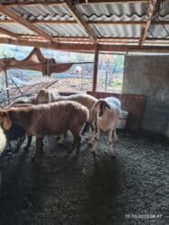 продажа щенков немецкой овчарки с документами в бишкеке: Сатам | Ургаачы кой (ургаачы) | Союуга — 6