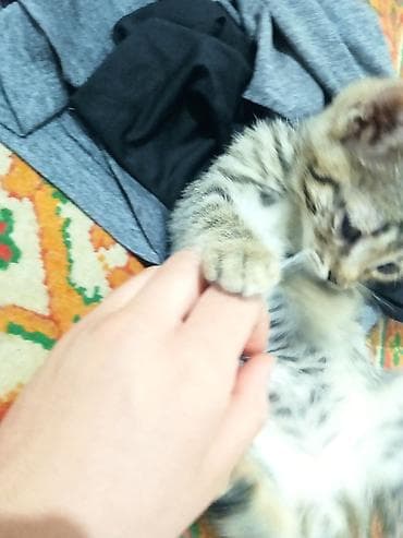 scottish fold: Полосатый котёнок классического табби-окраса. - Возраст: примерно — 2