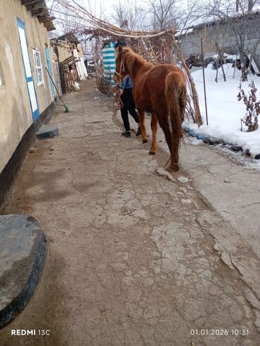 пони конь: Продаю | Конь (самец) | Полукровка | Рабочий, На забой — 3