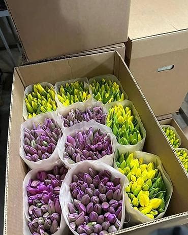 Декор и интерьер: Свежие, крупные, яркие голландские тюльпаны — идеальный подарок для — 2