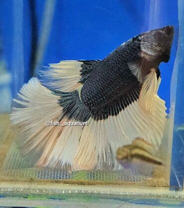 Балыктар: Уточняйте наличие. Шикарные самцы петушки! Цены разные. Рыбка — 6