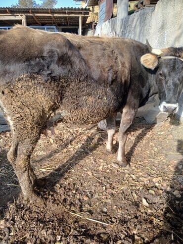 продам козу дойную: Продаю | Корова (самка) | Для молока | Стельные — 2