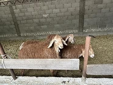 утки белые: Продаю | Овца (самка) | Для разведения | Племенные — 2