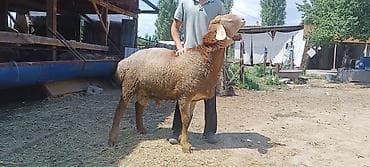 собака бордер коли: Продаю | Баран (самец) | Для разведения | Племенные — 4