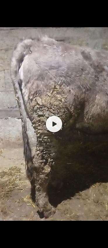 продаю тёлок: Продаю | Корова (самка) | Для молока | Привязанные — 3