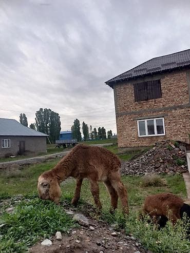 кролики крол кролиха кролик: Продаю | Ягненок | Арашан | На забой — 6