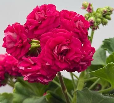 розы купить: Пеларгонии сортовые (махровые, розебудные) — коллекционные формы с — 5