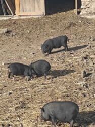 домик для кот: Продаю | Поросенок | Вьетнамская вислобрюхая | Для разведения | Племенные — 7