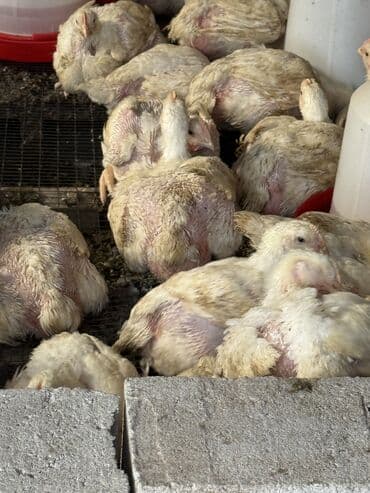 бишкектен уй сатылат: Сатам | Балапандар | Бройлер | Союуга — 1