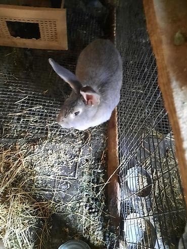 кролики калифорния: Продаю | Крольчиха (самка) — 1