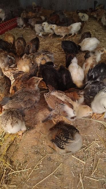 бездомные кошки: Продаю | Цыплята — 4