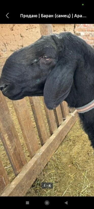 Продаю | Баран (самец) | Арашан | Для разведения | Племенные at lalafo.kg Продаю | Баран (самец) | Арашан | Для разведения | Племенные