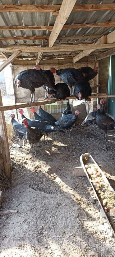 сколько стоит породистая кошка: Индейки чёрной масти (стадо). - Порода/тип: чёрные индейки, мясного — 1