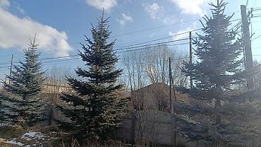 садовые цветы в бишкеке: Ели голубые (колючая ель, Picea pungens) — взрослые декоративные — 5