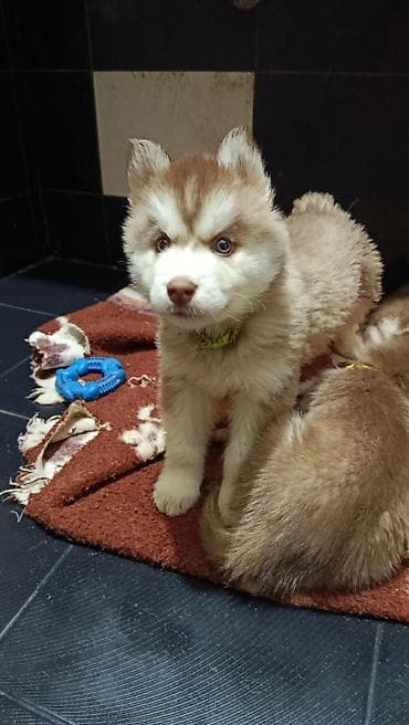 сколько стоит собаки хаски: Хаски, 5 месяцев, Самец, С прививкой, С родословной — 6