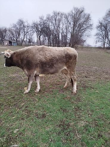 бычки ангус: Продаю | Корова (самка) | Для молока — 1