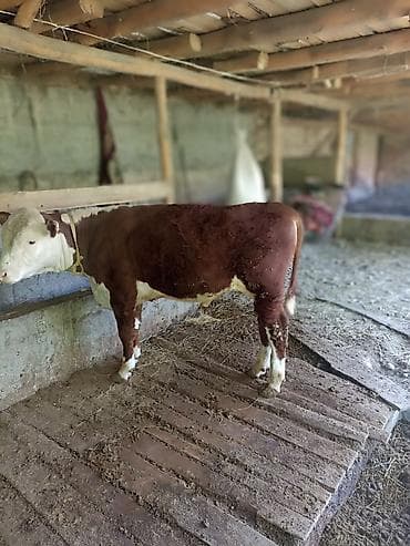 корма для сх животных: Продаю | Бык (самец) | На откорм | Привязанные — 6