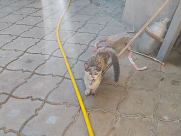 британская черепаховая кошка: Предлагаются милые котята с разнообразным окрасом, демонстрирующие — 2