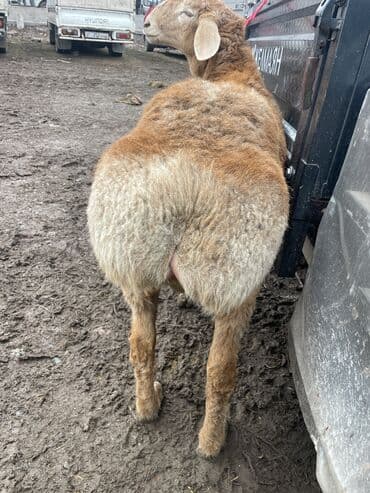 дакан тулак: Продаю | Баран (самец) | Арашан | Для разведения — 3