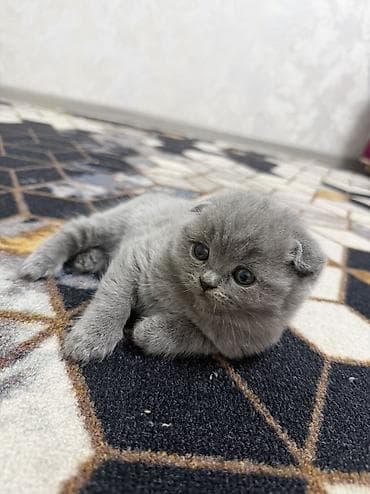 шатланская веслоухая: Шотландские вислоухие котята (Scottish Fold), окрас голубой (blue). - — 1