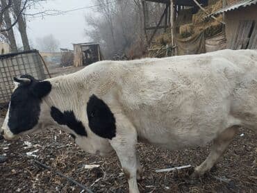 Грызуны: Продаю | Корова (самка) — 2