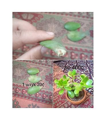 комнатные цветы бишкек: Листовые черенки толстянки (денежного дерева) для укоренения. - — 1