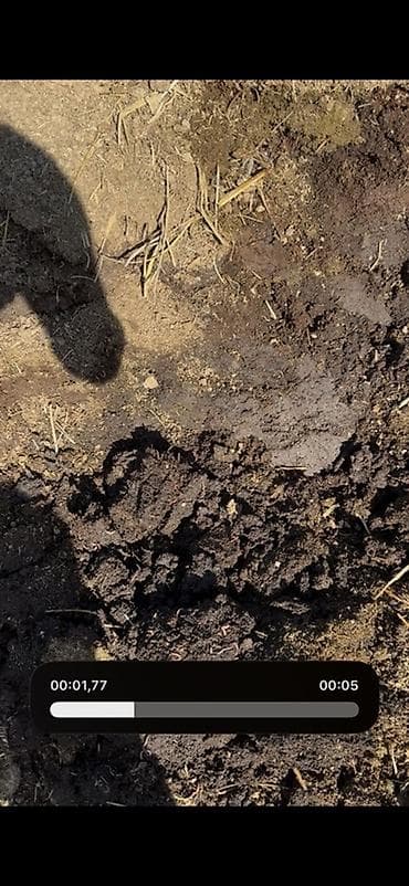 земля для растений: Перегной/компост/биогумус вместе с червямиможно сказать готовый — 1