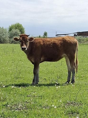 монбельярдская порода купить: Продаю | Музоо, торпок | Полукровка | На откорм — 7