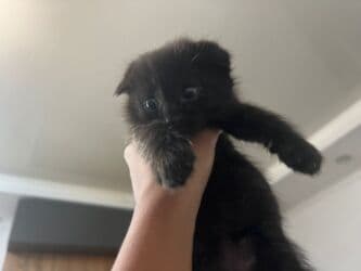 вислоухий кот рыжий: Скотиш Страйт (Шотландская прямоухая), 1 месяц, Девочка, Серый, Приучена к лотку — 7