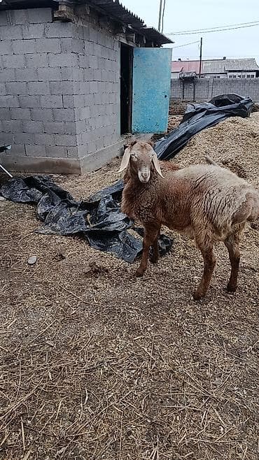 жаны асый: Сатам | Кочкор (эркек) | Көбөйтүү үчүн | Асыл тукумдуу — 1