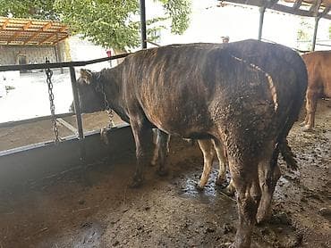 бек абад: Продаю | Корова (самка), Музоо, торпок | Симментальская | На откорм | Привязанные — 6