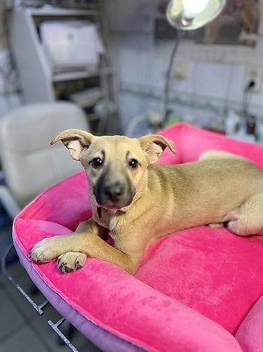 объявления о животных: Собака даром: Дворняжка, 4 месяца, Самка, С прививкой — 5