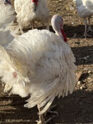 собака охотничий: Продаю | Индюшка (самка) | Бройлерная | На забой | Племенные — 6