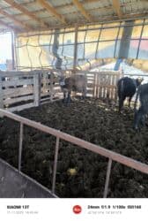 продаю музоо торпок корова самка бык самец айрширская ангус алатауская на забой для разведения на откорм племенные нетель привязанные: Продаю | Бык (самец) | Айрширская | На откорм, Для разведения | Племенные, Привязанные — 2