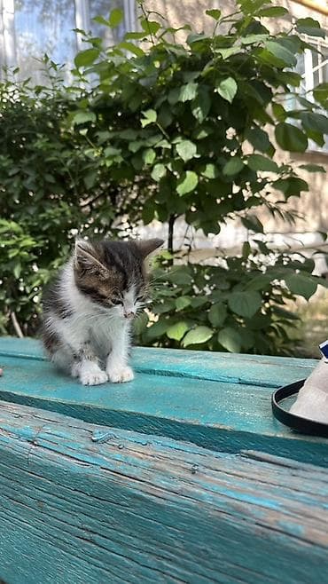каракол кошка: Котёнок, очень красивый спокойный его помыть и все будет отличным — 4
