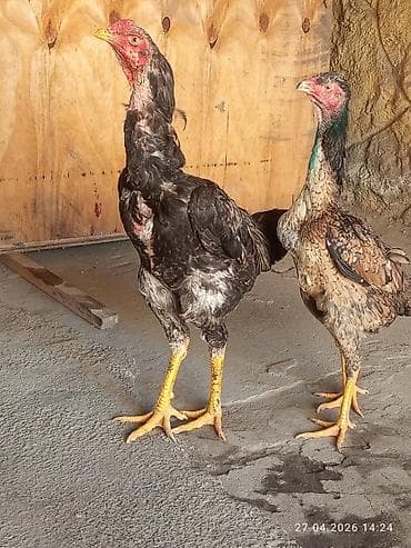бойцовая птица: Продаю | Куры | Бойцовая | Для разведения — 1