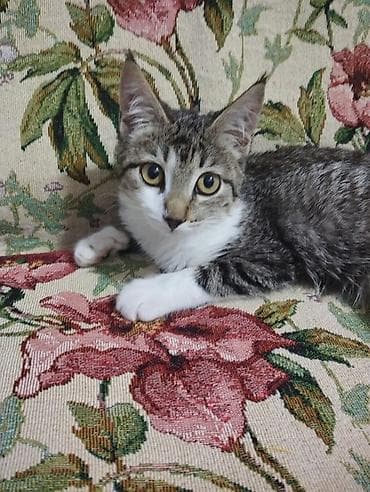 scottish fold: Отдам котенка в добрые руки,очень ласковый,чистый,милый котенок.Знает — 2