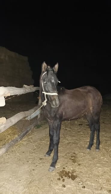 Продаю | Жеребенок | Конный спорт