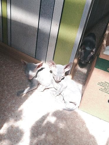 кошки сфинксы: Котята породы сфинкс (вероятно, донской/петерболд тип), помёт из — 3