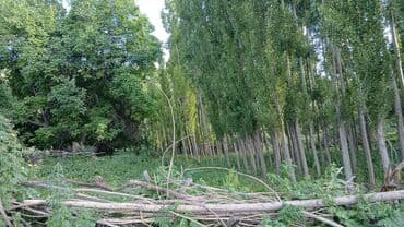 тушки кролика: Терек сатылат арзан — 2