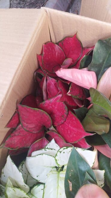 цветы уличные: Филодендроны, аглаонемы, гибискус, Антуриум красный — 10