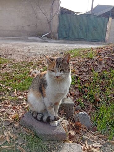 шотландские вислоухие котята в бишкеке: Беспородная, 5 месяцев, Девочка, Белый, Кастрирована, Приучена к лотку, Проглистована — 28